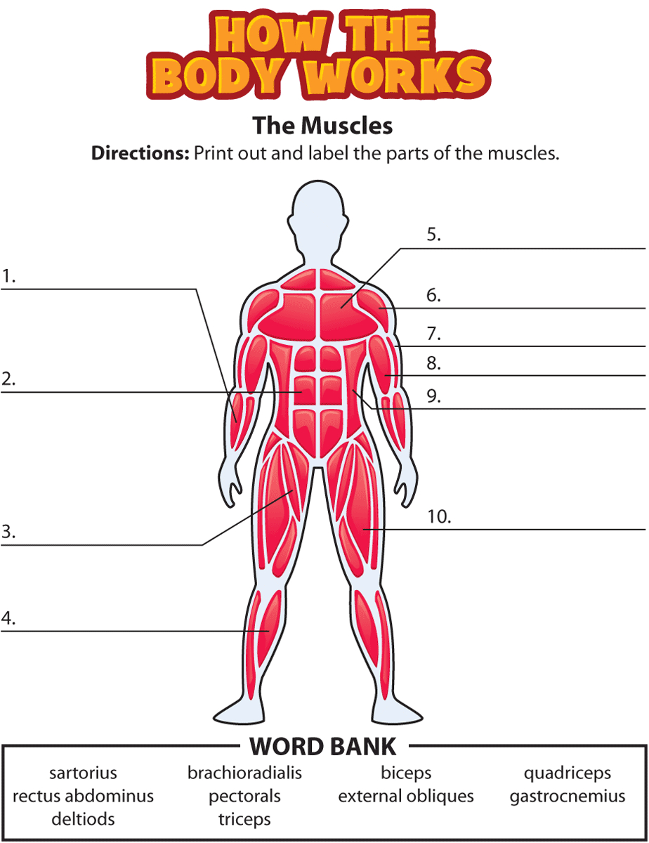 Muscle Diagrams To Label â Craftbrewswag Info